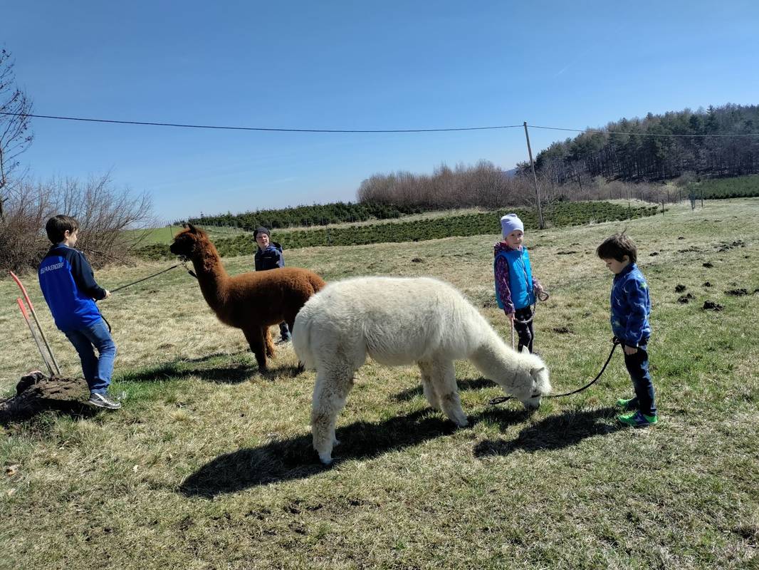 Tini s Alpakawanderungen im Naturpark Jauerling Wachau